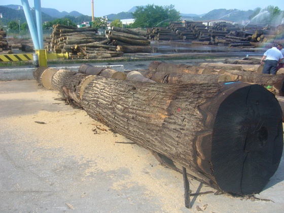 Scegliamo noi i tronchi